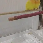 زوج روز لاتينو
