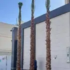 نخيل أشجار زيتون نخل زينه شنطونئ