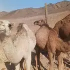 للبيع قعودين وبكره