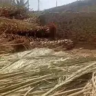للبيع سعف نخيل قص جديد حملة دينه فل فوق الشبك