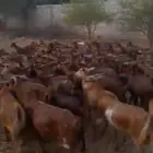 غنم دهم بلدي العدد ميه