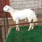 فحل حري صنف