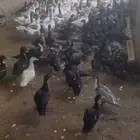 بط بلدي