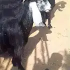ماعز عوارض