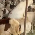 خروف فحل بلدي