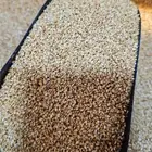 سمسم سوداني