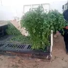 برسيم اخضر للهجن