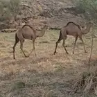 قعدان