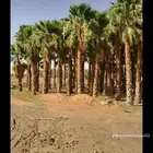 نخل واشنطي زينه ابومروحه درجه اولى