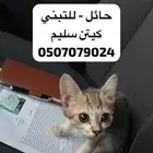 كيتن للتبني قطه صغيرة