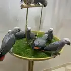 فروخ كاسكو