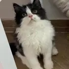 قط هملايا مع شيرازي