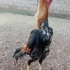 ديك شامو ياباني بطل