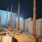 نخل واشنطني