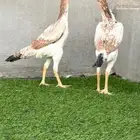 شامو ياباني
