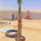 نخل وشنطني زينه للفل واستراحات والبيوت والقصور وا