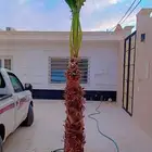 يوجد لدينا جميع انواع النخيل