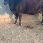 بقره للبيع