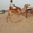 رحول ناقه طوع