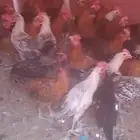 رماح