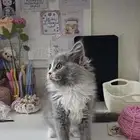 قطه للتبني