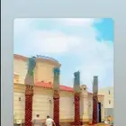نخيل مثمر بلدي جميع المقاسات