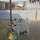 ماعز بيشي