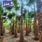 نخيل ابها بجميع انواعه ومقاساته
