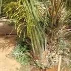 توريد جميع انواع النخيل المثمر