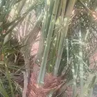 لدينا جميع أنواع النخيل