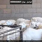 للبيع ذبائح ثلاجه ومناسبات يوجد تيوس وطليان