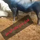 ثور فاخر