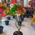 جهنميات مليزي وتزيدي وجميع الاشجار