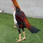 سلام عليكم عرض شامو ياباني ديك عمر 7 شهر دجاج 6شهر