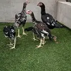 دجاجة سندي مع فروخها