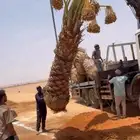 نخل مثمر اخلاص صقعي سكري مجدول برحي مصيف خضري شيشي هلالي