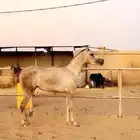فرس شيخه