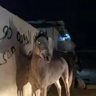 خيل شعبي كفوو وسعرة معقول