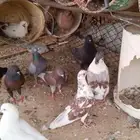 حمام