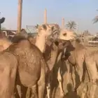 عدد 10 قعدان صومالية مفاريد للبيع