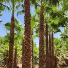 نخل واشنطني امريكي زينه   الرياض