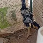 ديك سندي