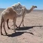 خلفه للبيع طيبه صغيره اول ولده تحتها بكره