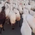 ضان رفيديات قرايب الا شرط سن طيب جروم طيب