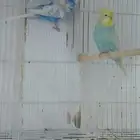 طيور حبي هوقو ونقليزي حضيره