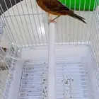ذكور سوري تغريد