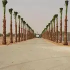 نخل الرياض   واشنطني   وعربي مثمر