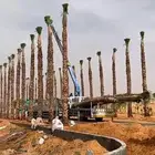 نخل واشنطني زينه