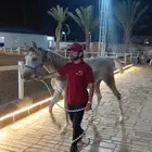 فرس عربيه ماكس بأوراق