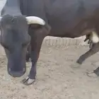 بقرتين للبيع